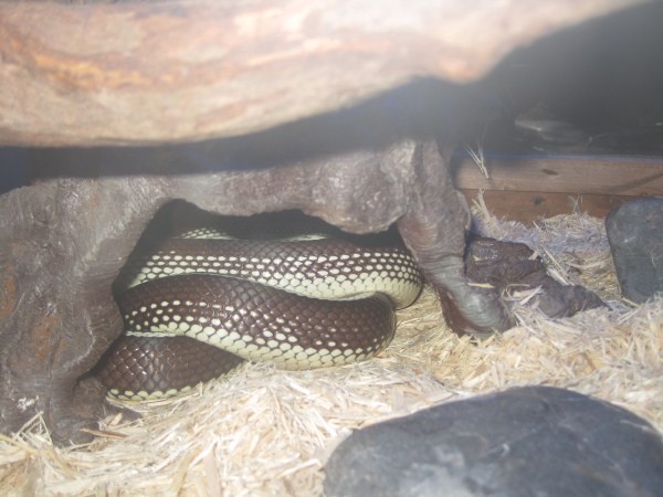 Thức ăn của King Snake trong tự nhiên rất đa dạng từ động vật gặm nhấm, chinm và kể cả các loại rắn khác. Trong điều kiện nuôi nhốt, có thể cho King ăn chuột hoặc chuột đông lạnh.